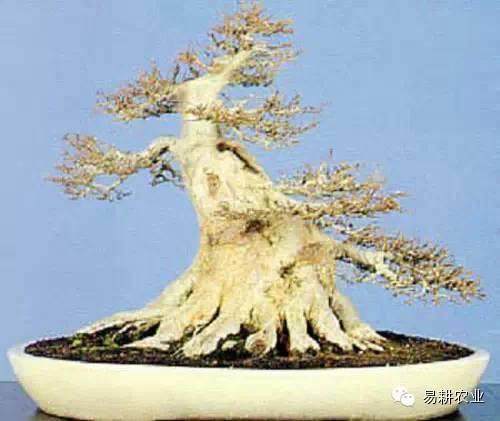 名贵树种盆景花卉产业基地项目【图】