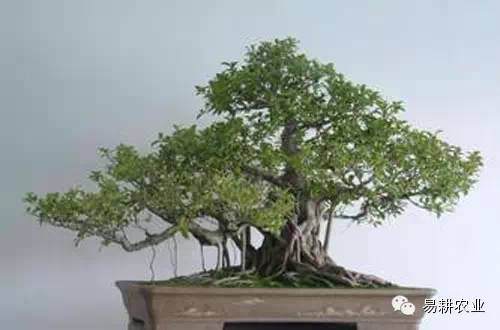 青竹社区： 老人家DIY羊毛毡盆景【图】