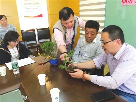 苏派盆景是无声的诗立体的画 听盆景大师现场&ldquo;传经送宝&rdquo;