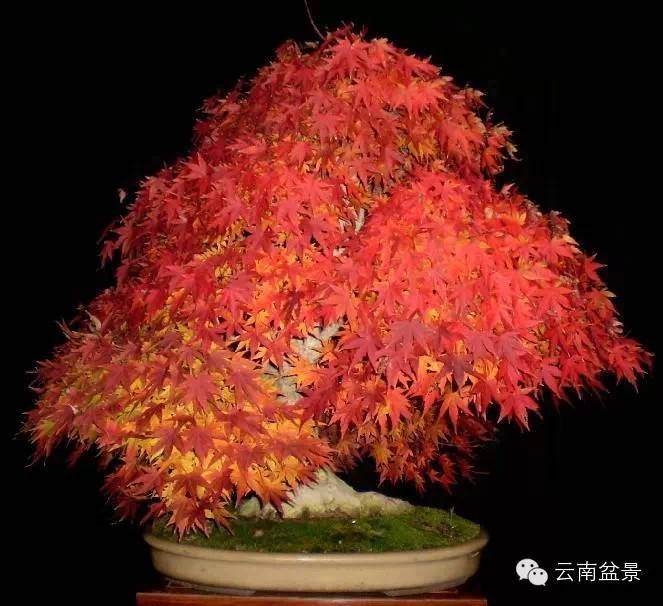 云南盆景新年献词【图】