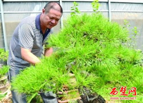 宿迁一男子业余爱好盆景 “国展”获得6个参选名额
