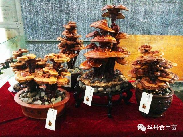 热烈庆祝华丹新型灵芝盆景研发成功【图】