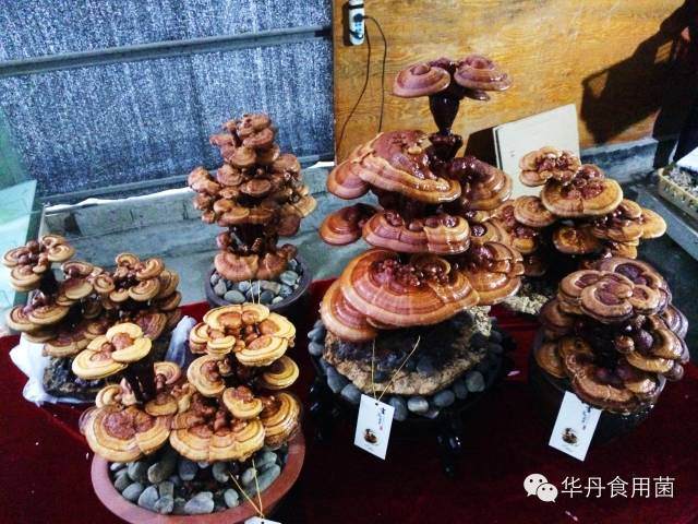 热烈庆祝华丹新型灵芝盆景研发成功 图片