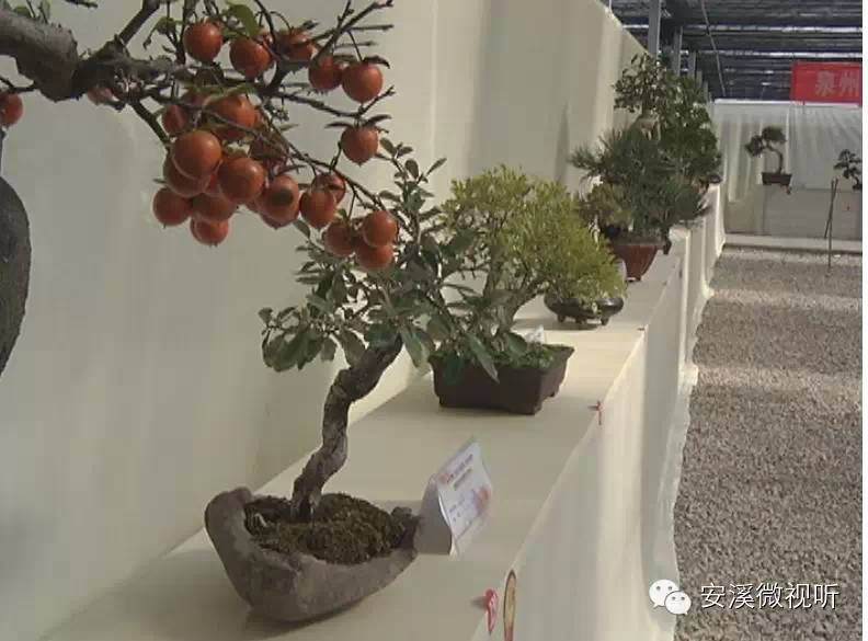 泉州市第二届艺术插花盆景展览【图】