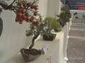 泉州市第二届艺术插花盆景展览