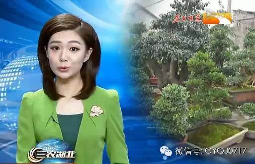 长阳高家堰支持产业发展 盆景致富一方 图片