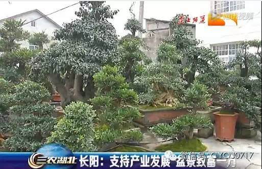 长阳高家堰支持产业发展 盆景致富一方 图片