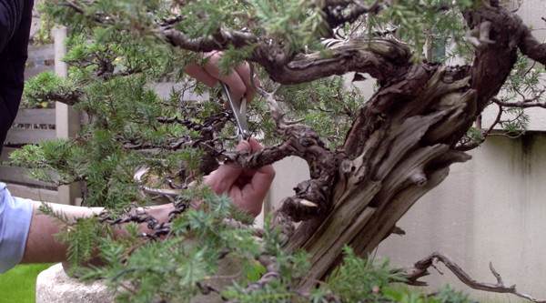 看老外如何玩转中国盆景?【多图】