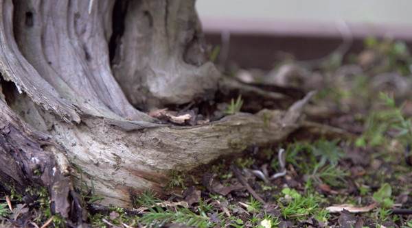 看老外如何玩转中国盆景?【多图】