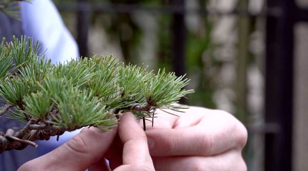 看老外如何玩转中国盆景?【多图】