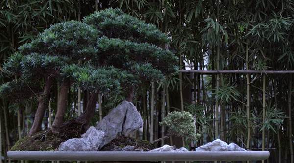 看老外如何玩转中国盆景?【多图】