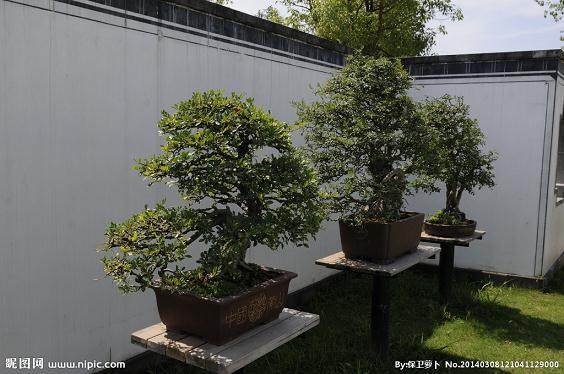 上海植物园盆景国际合作备忘录签约仪式【图】