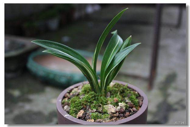 文山学院举行成立三十周年兰花盆景展【图】