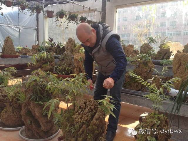 这些吸水石盆景有点意思啊【图】