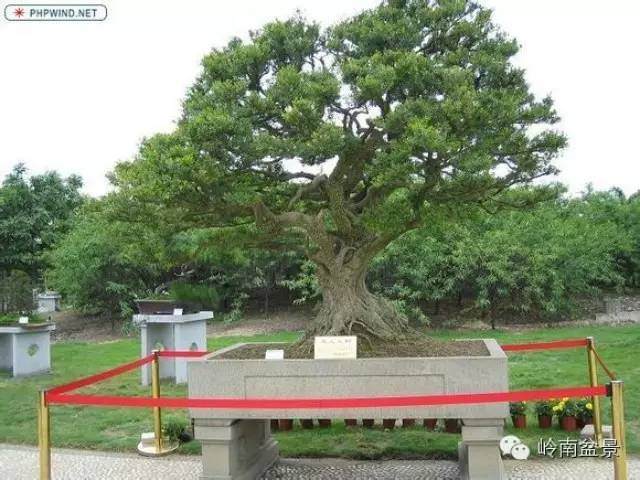 350岁黄杨变盆景身价780万?【图】