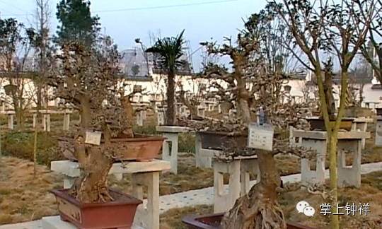 钟祥盆景协会投资二千多万元打造的钟祥盆景园【图】