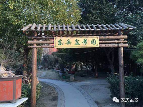安徽阜阳岳子付的快乐盆景生活 图片