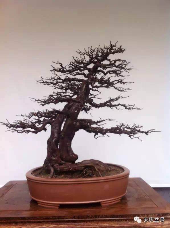 安徽阜阳岳子付的快乐盆景生活 图片