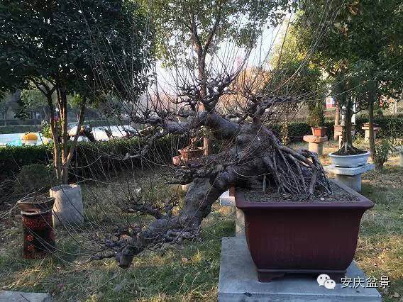 安徽阜阳岳子付的快乐盆景生活 图片