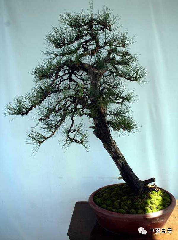 吕绍先黑松盆景欣赏多图