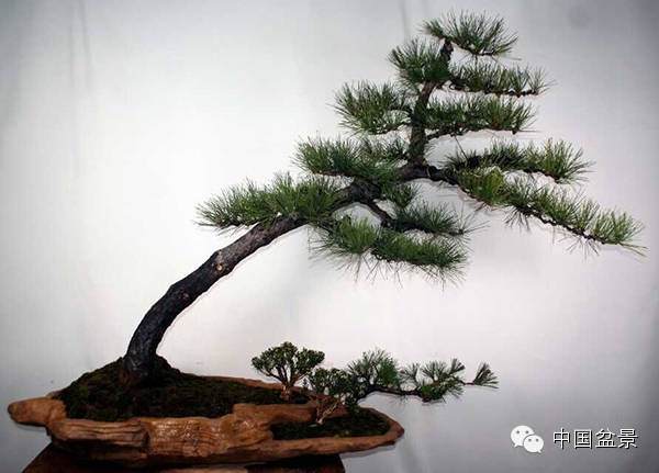 吕绍先黑松盆景欣赏多图