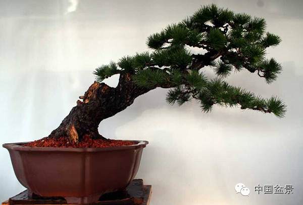 吕绍先黑松盆景欣赏多图