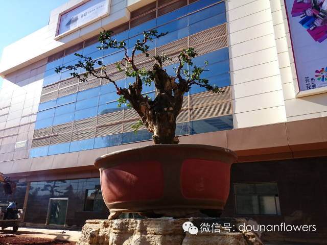 2015年昆明中国盆景精品邀请展【多图】