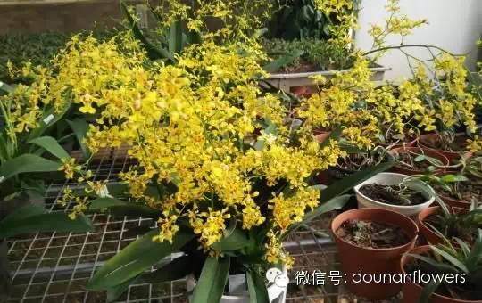 2015年昆明中国盆景精品邀请展【多图】