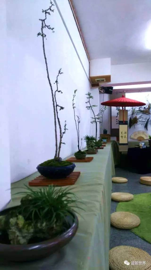 素仁盆景终于回家了!这小小一步,竟然花了半个世纪!