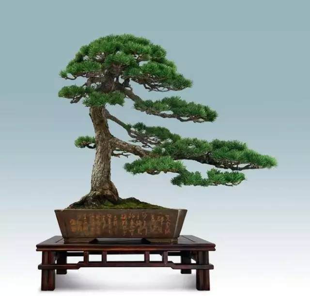 2016全国顶尖松树盆景作品大全