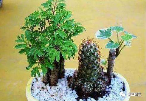 清新的盆栽制作 另类的盆景欣赏多图