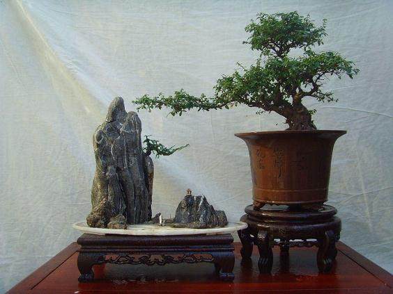 临沂一男子爱花如命 深夜沿街盗窃盆景