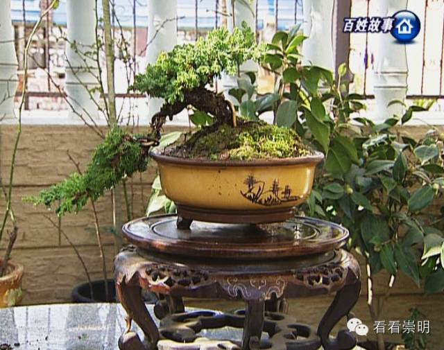 盆景达人花草为伴 收获快乐和健康【多图】