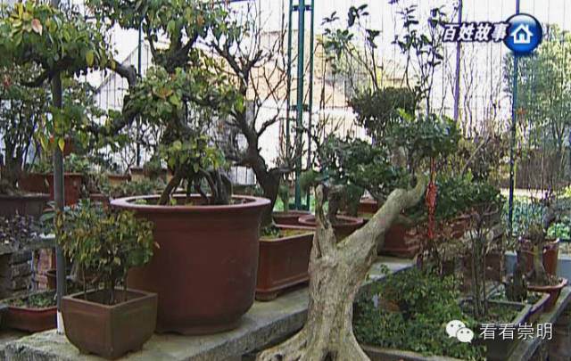 盆景达人花草为伴 收获快乐和健康【多图】