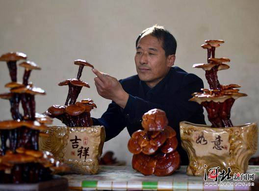 邢台广宗县王志恒种植灵芝盆景带领乡亲脱贫致富