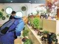微型植物盆景展趣味多 图片