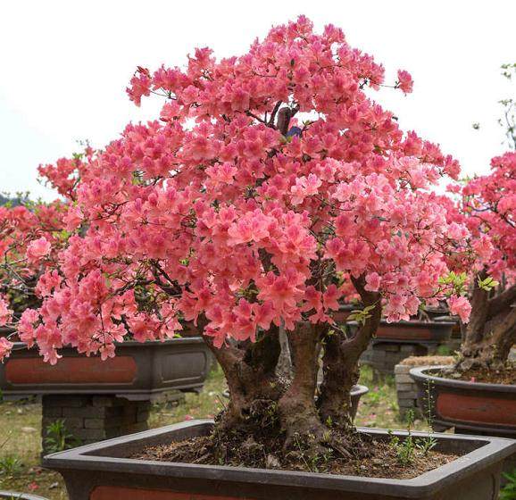 安徽天柱山映山红树桩盆景 能赚上亿多图