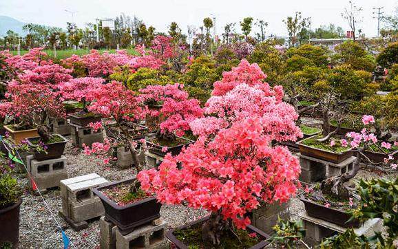 安徽天柱山映山红树桩盆景 能赚上亿多图