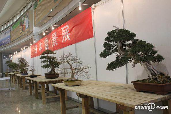 日本盆景亮相第七届杨凌双交会