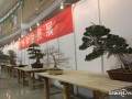 日本盆景亮相第七届杨凌双交会 图片