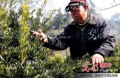 歙县卖花渔村徽派盆景艺人洪观清在为罗汉松剪枝【图】