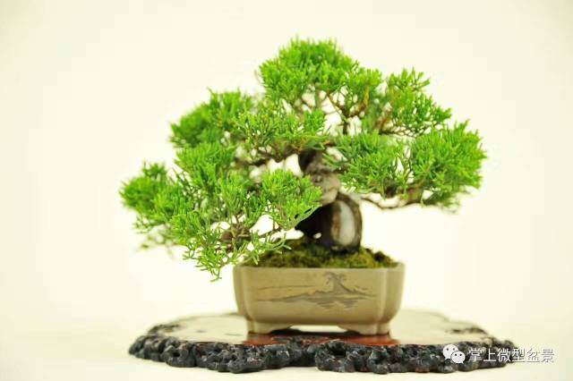 微型盆景怎么沙盘养护的方法