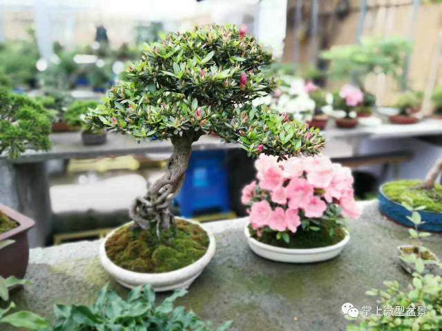 微型盆景怎么沙盘养护的方法