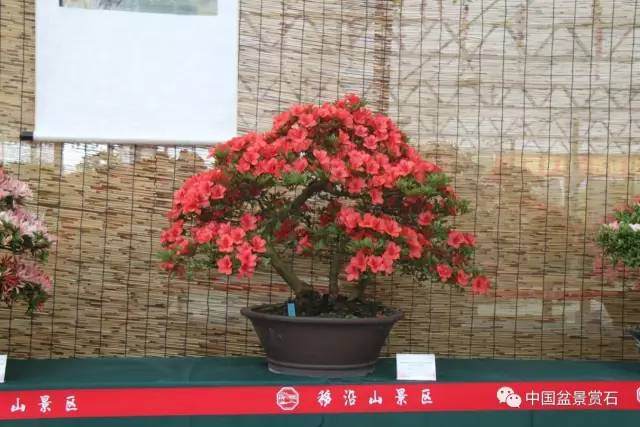 2017湖州市杜鹃盆景展今日盛大开幕【图】