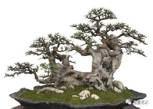 盆景怎么配盆应遵循哪3个原则