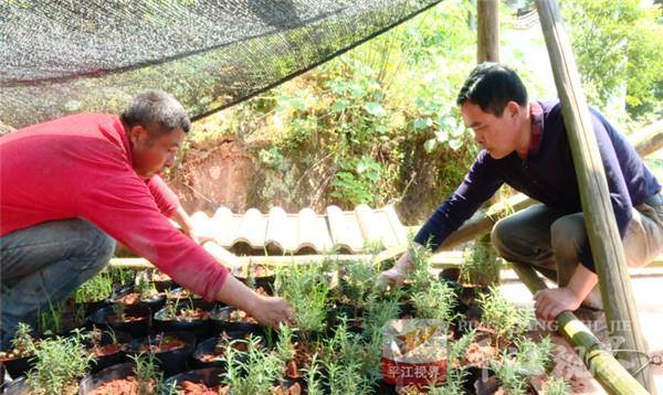 陈淡秋:依托盆景培植 筑梦迷迭香里【图解】