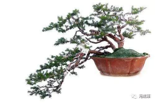 红豆杉盆景该怎么制作养护