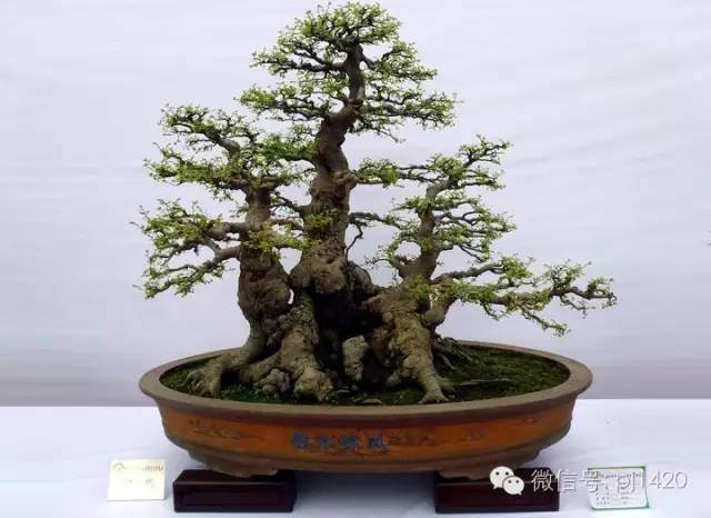 初学者买盆景,建议先看完此文再下手【图】