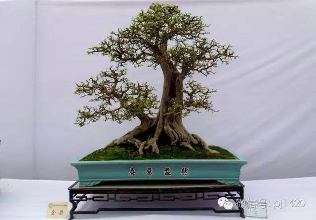 初学者买盆景,建议先看完此文再下手【图】