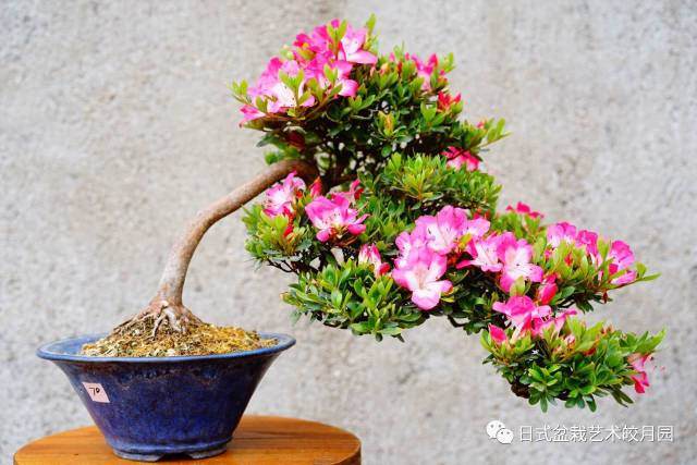 影响盆景植物生长调节剂应用效果的若干因素【图解】